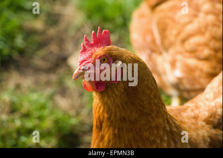 Una gallina, un pollo, in prossimità della testa e coxcomb. Foto Stock