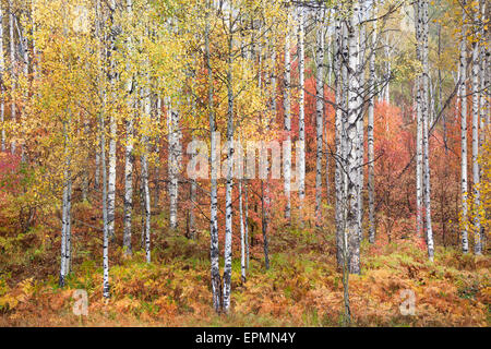 I colori dell'autunno nelle montagne Wasatch. Foreste di Aspen e acero. Foto Stock