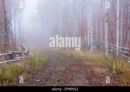 I colori dell'autunno nelle montagne Wasatch Foto Stock