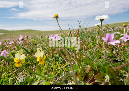 La diversità dei nativi fiori selvatici che crescono in Scottish machair prati in estate a Balranald RSPB Riserva Naturale North Uist Scotland Regno Unito Foto Stock