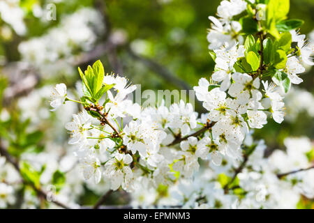 Bianco Ciliegio fiorisce vicino fino in foresta sping Foto Stock