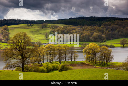 La vista su tutta Esthwaite acqua verso Wetherlam, vicino Hawkshead, Lake District, Cumbria Foto Stock