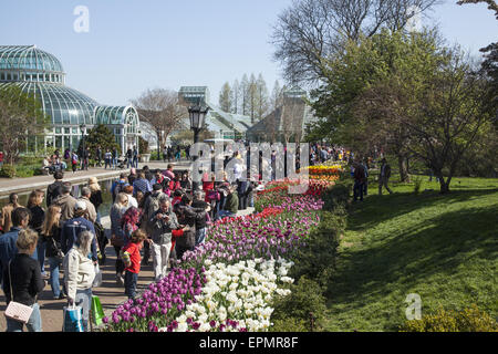 Ci sono sempre folle a Brooklyn Botanic Garden in primavera abbagliato dalla esplosione di colore. Tulip giardino lungo il plaza Foto Stock