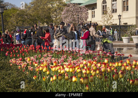 Ci sono sempre folle a Brooklyn Botanic Garden in primavera abbagliato dalla esplosione di colore. Tulip giardino lungo il plaza Foto Stock