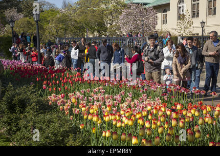 Ci sono sempre folle a Brooklyn Botanic Garden in primavera abbagliato dalla esplosione di colore. Tulip giardino lungo il plaza Foto Stock