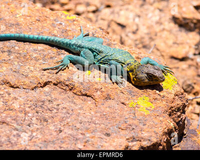 Lizard pronto per colpire Foto Stock