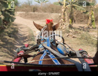 Carrozza a cavallo Foto Stock