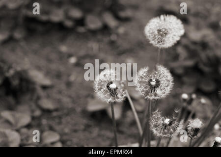Immagine monocromatica, il tarassaco Foto Stock