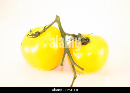Due pomodori giallo pomodoro, isolati su sfondo bianco Foto Stock