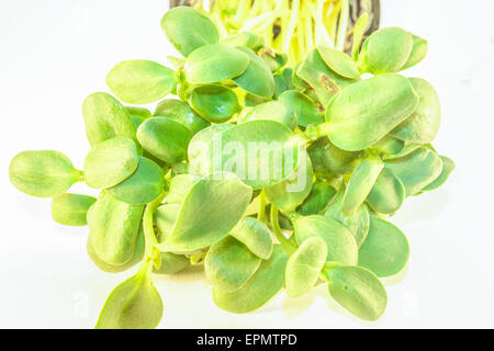 Un mazzetto di germogli di semi di girasole, isolato su sfondo bianco Foto Stock