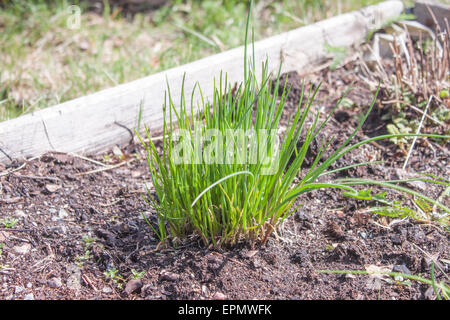 Verde erba cipollina Allium schoenoprasum, crescendo in giardino Foto Stock