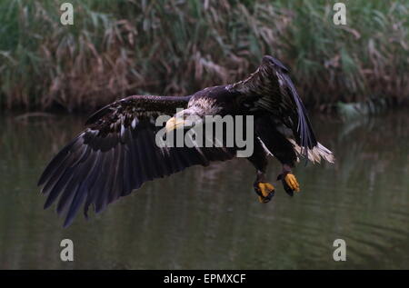 American aquila calva (Haliaeetus leucocephalus) in volo (captive bird) Foto Stock