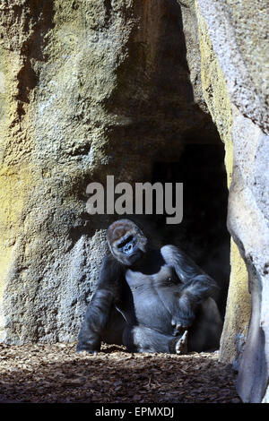 Argento torna Gorilla presso il Bioparco di Valencia Foto Stock