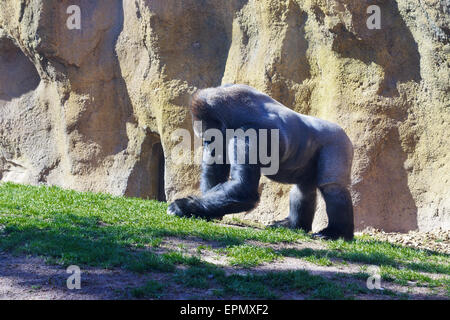 Argento torna Gorilla presso il Bioparco di Valencia Foto Stock