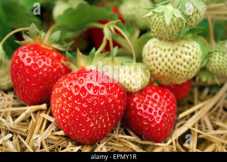 Mature e frutti immaturi fragole crescere sul terreno Foto Stock