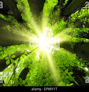 Accattivanti paesaggi baldacchino della foresta con il sole splendidamente incorniciati da lussureggianti alberi Foto Stock