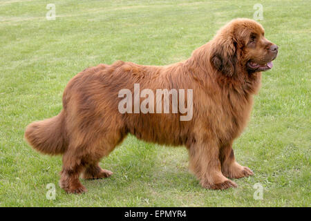Il ritratto di Terranova cane marrone in giardino Foto Stock