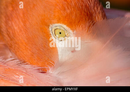 Un extreme close-up di un American flamingo. Foto Stock