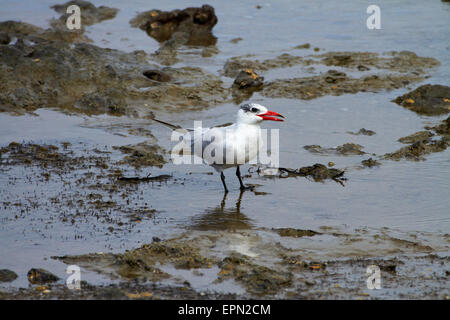 Caspian Tern (sterna caspia), Okoromai Bay, Shakespear Parco Regionale, Whangaparaoa penisola a nord di Auckland, Isola del nord, nuovo Foto Stock