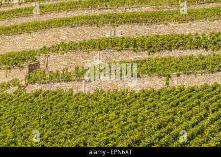 I vigneti di Uvrier, Vallese, Svizzera, Uvrier Foto Stock