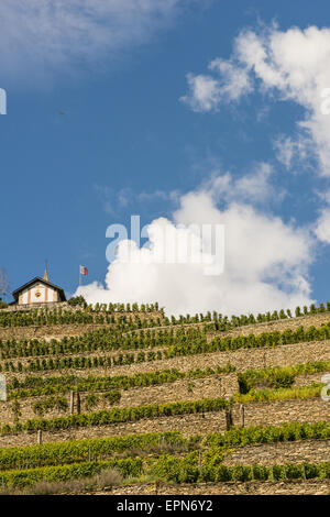 I vigneti di Uvrier, Vallese, Svizzera, Uvrier Foto Stock