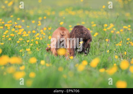 Puppy in un campo Foto Stock