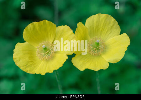 Meconopsis cambrica Welsh poppy due fiori gialli Foto Stock