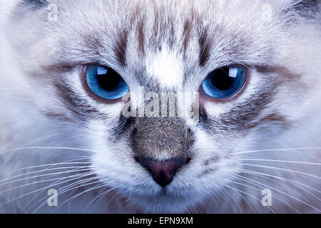 Giovani blue-eyed cat closeup.Neva Masquerade cat Foto Stock