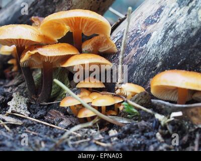 Enoki funghi flammulina velutipes su sfondo ad albero Foto Stock
