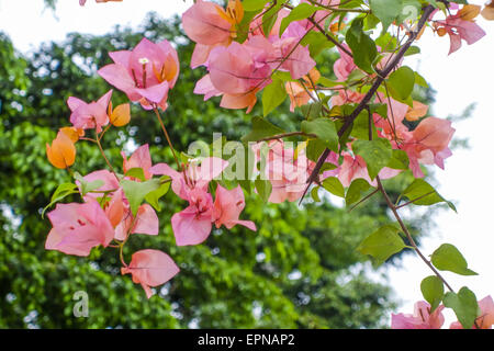 Il Bougainvillea spectabilis, Rio de Janeiro, Brasile, Rio de Janeiro Foto Stock