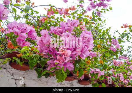 Il Bougainvillea spectabilis, Rio de Janeiro, Brasile, Rio de Janeiro Foto Stock