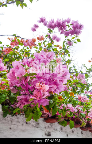 Il Bougainvillea spectabilis, Rio de Janeiro, Brasile, Rio de Janeiro Foto Stock