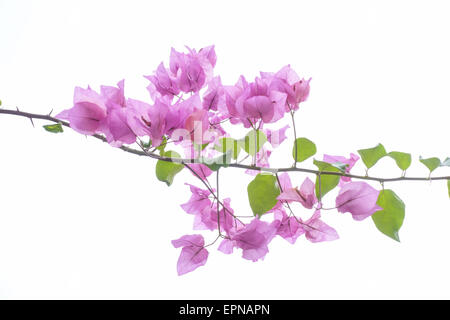 Il Bougainvillea spectabilis, Rio de Janeiro, Brasile, Rio de Janeiro Foto Stock