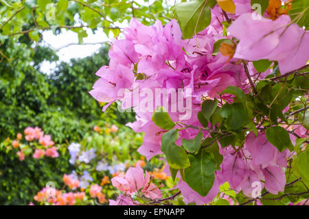 Il Bougainvillea spectabilis, Rio de Janeiro, Brasile, Rio de Janeiro Foto Stock