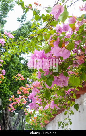 Il Bougainvillea spectabilis, Rio de Janeiro, Brasile, Rio de Janeiro Foto Stock