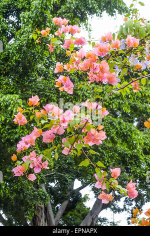 Il Bougainvillea spectabilis, Rio de Janeiro, Brasile, Rio de Janeiro Foto Stock