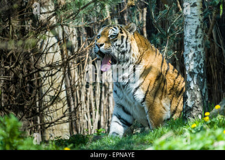 Tigre di Amur (Panthera tigris altaica) in piedi tra gli alberi con la bocca spalancata, captive, Lipsia, Sassonia, Germania Foto Stock