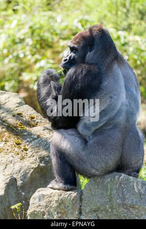 Western terra bassa (Gorilla Gorilla gorilla gorilla), maschio silverback, seduto su una roccia, alimentazione captive, Lipsia, Sassonia Foto Stock