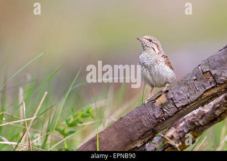 Eurasian spasmodico (Jynx torquilla), Riserva della Biosfera dell'Elba centrale, Sassonia-Anhalt, Germania Foto Stock