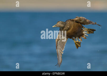 Femmina eider comune (Somateria mollissima) sull approccio, Longyearbyen, Spitsbergen, Norvegia Foto Stock