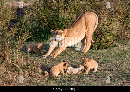 Leonessa (Panthera leo) con cubs, il Masai Mara, Kenya Foto Stock