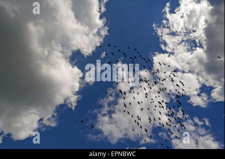 Gregge di homing piccioni contro il cielo nuvoloso, Baviera, Germania Foto Stock