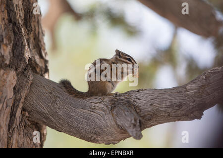 Almeno Scoiattolo striado (Tamias minimus), Utah, Stati Uniti d'America Foto Stock