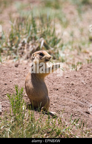 Utah Prairie Dog (Cynomys parvidens), Bryce Canyon dello Utah, Stati Uniti d'America Foto Stock