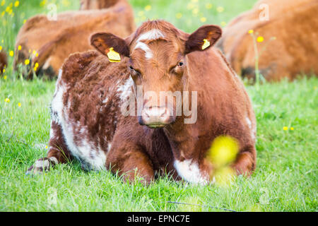 Gwent livelli vicino a Newport, Wales, Regno Unito. Il 20 maggio 2015. Regno Unito Meteo: Mercoledì 20 Maggio. Mucca rilassante sulla Gwent livelli. Le magie di sole sui livelli di Gwent, bassa giacenti nelle paludi e un sito di speciali scientifico e interesse storico sulla South Wales coast. Credito: Chris Stevenson/Alamy Live News Foto Stock