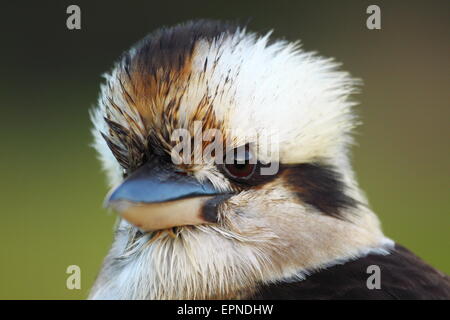 Close up di un iconico Australian bird, ridere Kookaburra, nel sud della regione delle Highlands del NSW, Australia. Foto Stock