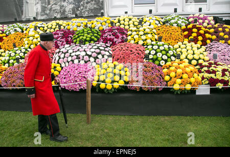 Splendidi colori e blumi compresi Auriculas ,Crisantemi e rose della RHS Chelsea Flower Show 2015 Foto Stock