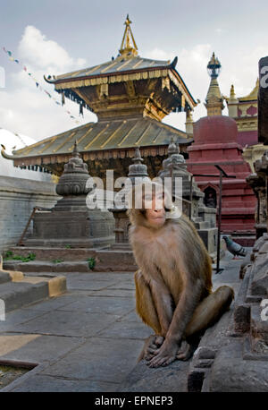 Macaco Rhesus monkey , tempio Swayambunath, Kathmandu, Nepal. Foto Stock