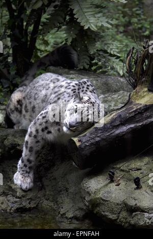 Una vista di un white leopard Foto Stock