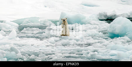 Polar Bear Cub (Ursus maritimus) sulla banchisa Svalbard Norvegia Circolo Polare Artico Scandinavia Europa Foto Stock